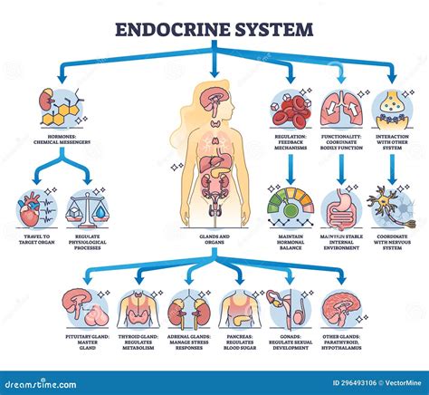 Endocrine System with Body Glands and Organs Functions Outline Diagram ...