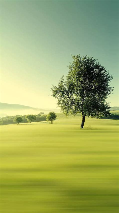 Tree, green natural, nature, trees, HD phone wallpaper | Peakpx