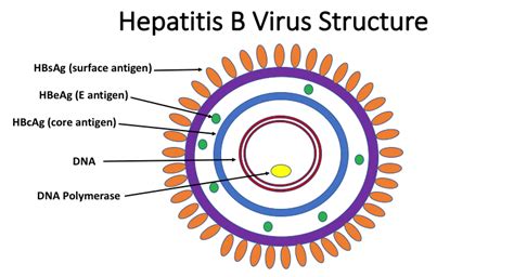 바이러스 간염(Virus hepatitis) [2] 급성 B형간염, HBeAg, HBsAg, HBcAg, anti-HBs ...