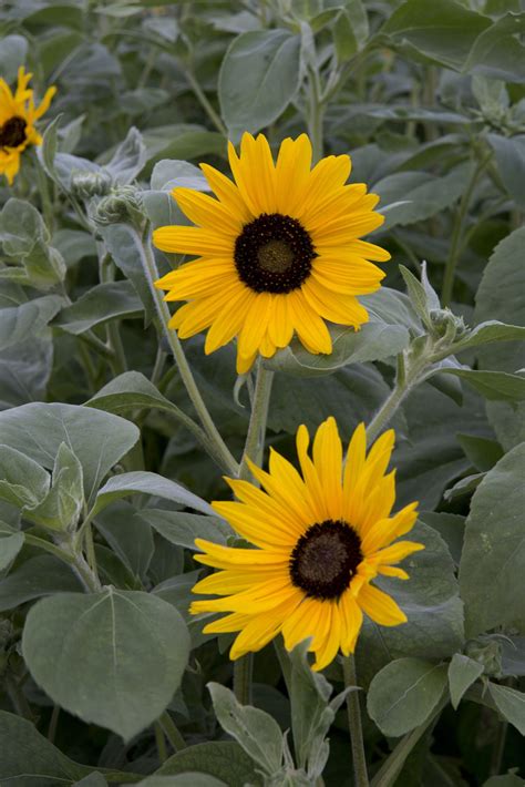 HELIANTHUS argophyllus Gold & Silver - Muller Seeds