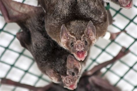 Bloodlust & Biology: Understanding Vampire Bats - Pestcomfort.com