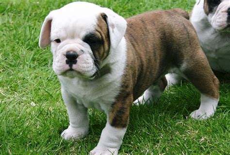 American Bulldog puppies #dog #adorable #puppies | American bulldog puppies, Bulldog puppies ...