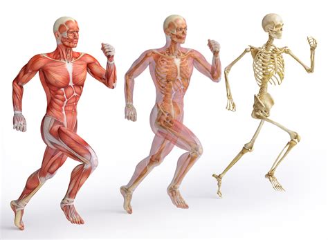 10 Amazing Facts About the Human Body | OSG