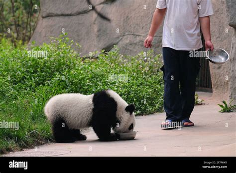 Feeding a panda bear Stock Photo - Alamy