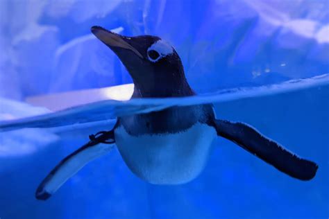 Dubai Aquarium & Underwater Zoo: Admission + Penguin Cove - Visit In Dubai