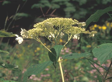 Hydrangea arborescens (American hydrangea): Go Botany