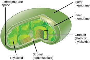 Mitochondria and Chloroplasts – Mt Hood Community College Biology 101