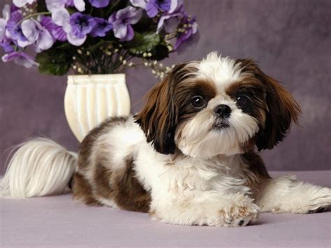 Cute Shih Tzu Puppies Wallpapers - Wallpaper Cave