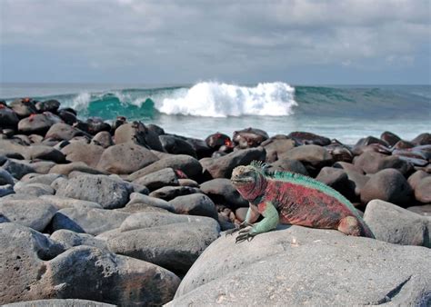 10 Facts About Galapagos Marine Iguanas (Amblyrhynchus cristatus) | Latin Roots Travel