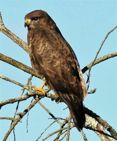 Buteo buteo, Buzzard, identification guide