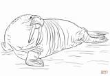Walrus coloring page  Free Printable Coloring Pages sketch template