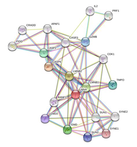 LMNA Protein Overview | Sino Biological