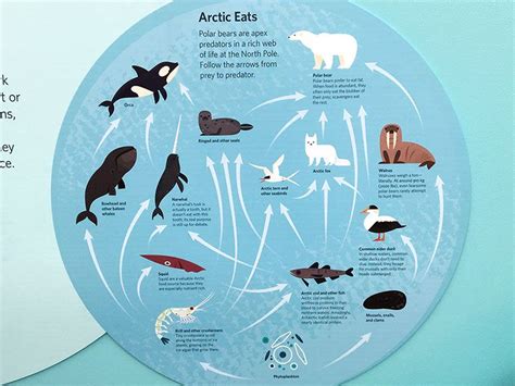 Arctic Food Web | Food web, Ocean food web, Arctic