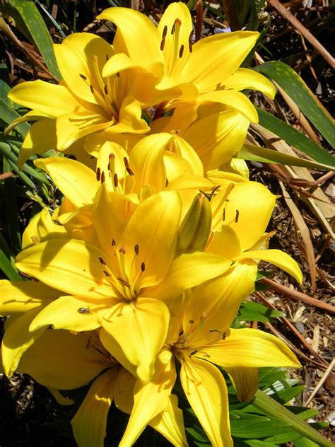 Yellow | Types of lilies, Lily of the valley, Flowers