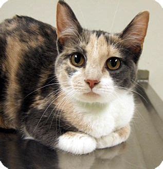 declawed cats for adoption near me - Tamala Wesley