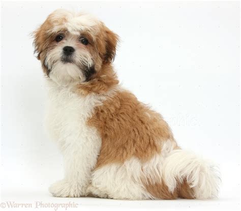 adult maltese shih tzu dog pictures - Dog Breeders Guide