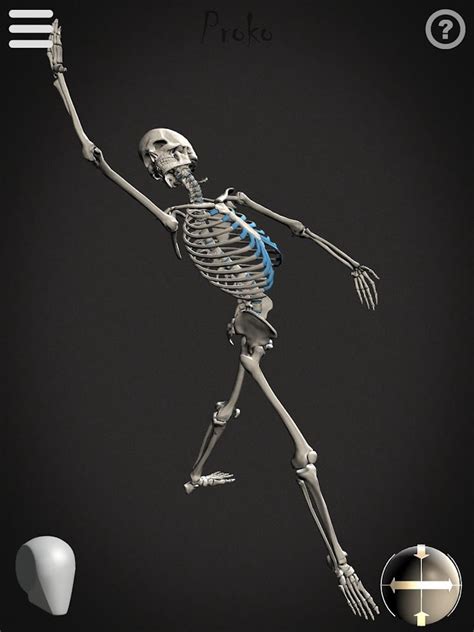 Skelly: Poseable Anatomy Model - Android Apps on Google Play