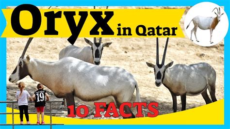 Oryx in Qatar | 10 Interesting Facts about Arabian Oryx & Scimitar-Horned Oryx | 4K UHD - YouTube