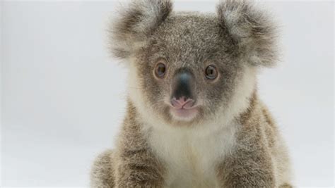 Cute koalas have become 'urban refugees'