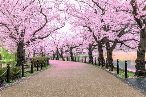 Hanami, la llegada de la flor de cerezo en Japón