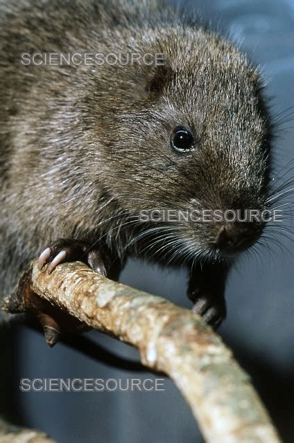 Hispaniolan Hutia