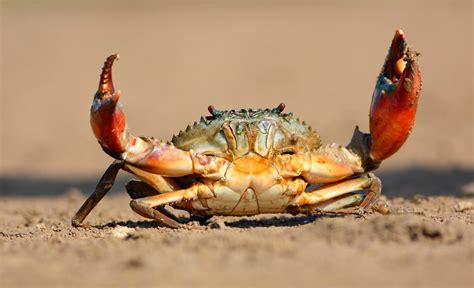 Claws up, its Crab Season