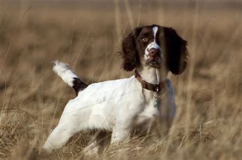 Springer Spaniel Puppy Gundog Training. - Tessleymoor Gundogs