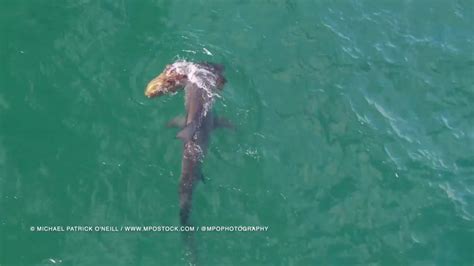 VIDEO: Hammerhead shark attacks goliath grouper