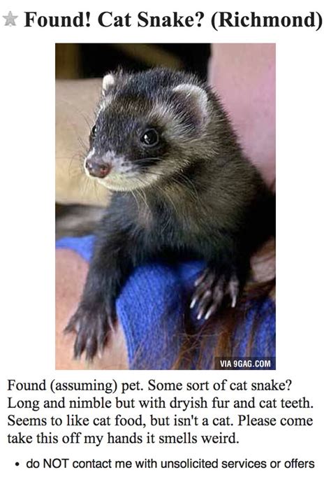 Found! Cat Snake? (Richmond)Found (assuming) pet. Some sort of cat ...