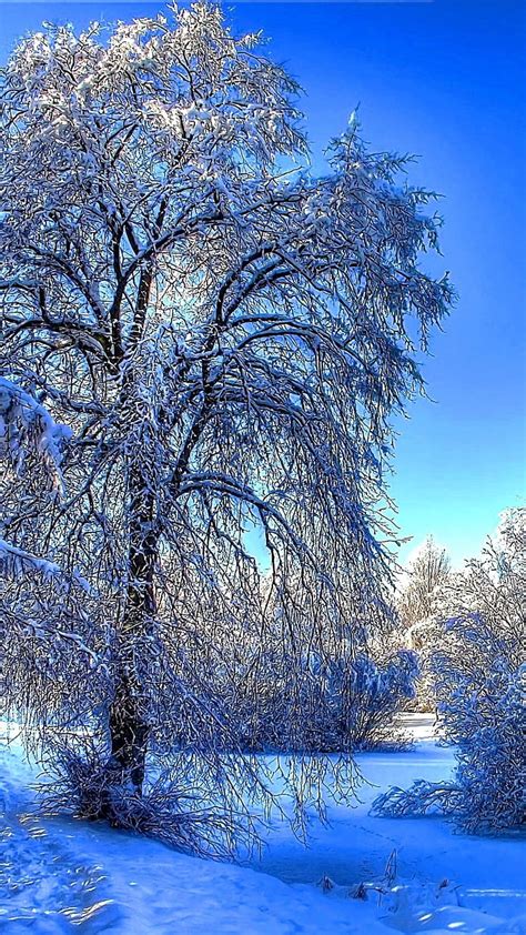 Winter Effect, ice, tree, winter, HD mobile wallpaper | Peakpx