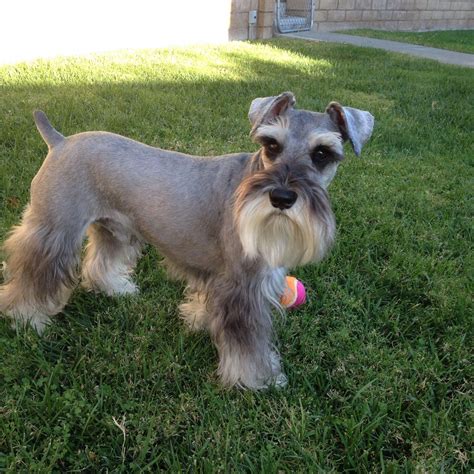 Acquire terrific pointers on "schnauzer pups". They are actually ...