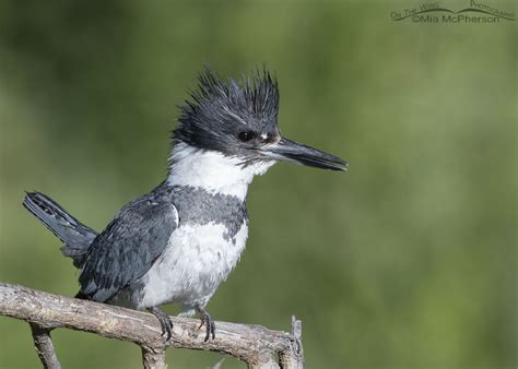 Perky and alert male Belted Kingfisher – On The Wing Photography