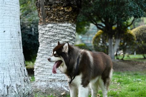 How to Groom a Alaskan Malamute at home? - SPIRE PET