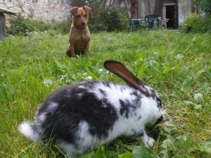 Rabbit Food Chain - Rabbit Guide 2024 - Rabbit Insider