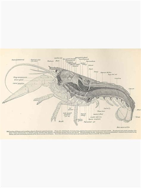 "Vintage Lobster Anatomy Diagram (1911)" Photographic Print for Sale by BravuraMedia | Redbubble