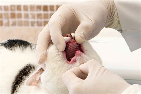External Tooth Resorption in Cats - Today's Veterinary Practice