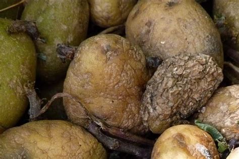 How To Get Rid Of Rotten Potato Smell | OdorAnswers.com