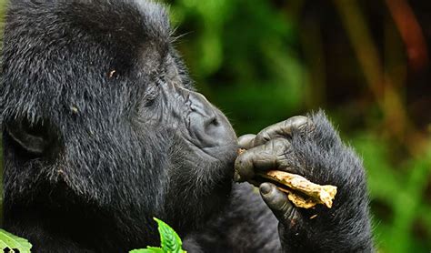 11 Practical Tips for Planning a Gorilla Trekking Safari