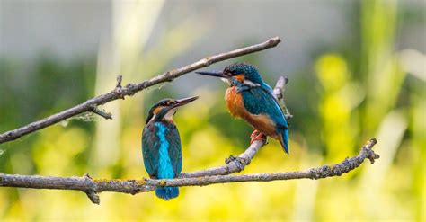 Selective Focus of Two Kingfisher Birds on Tree Branch · Free Stock Photo