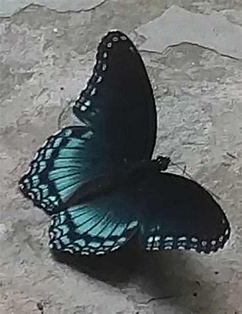 a butterfly teal - Lifted Up