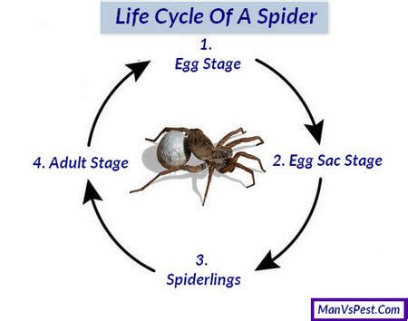 Life Cycle Of A Spider For Kids