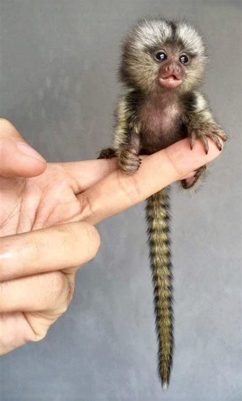 Pet Marmoset