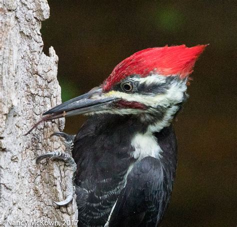 Photographing a Pileated Woodpecker and Boosting Exposure in Post | Welcome to ...