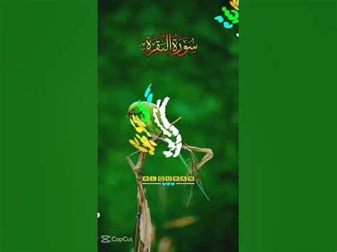 #quran #telawat_e_quran #ahadees #muhammadﷺ #madni #madinasharif #karbala #islamicvideos - YouTube