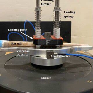 A pictorial view of the new rat tail model with a real rat tail... | Download Scientific Diagram