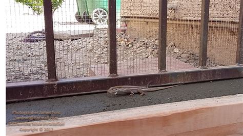 Snake Fence Installation - Rattlesnake Solutions