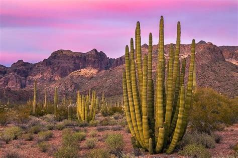 There Is a Protected Area in the Sonoran Desert That Features ...