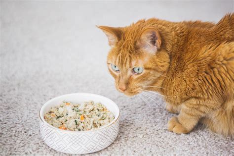 Cat Feeding Behavior And Tips - Nom Nom