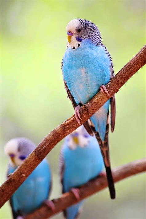 Pretty Parakeets | Pet birds, Budgies bird, Animals