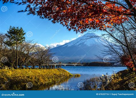 Fuji Kawaguchiko Autumn Leaves Festival Stock Photo - Image of maple, mount: 67633716